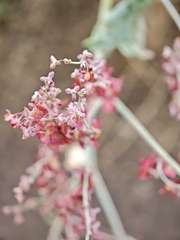 Rumex maderensis, photograph (c) Daniel Heras González, some rights reserved (CC BY)