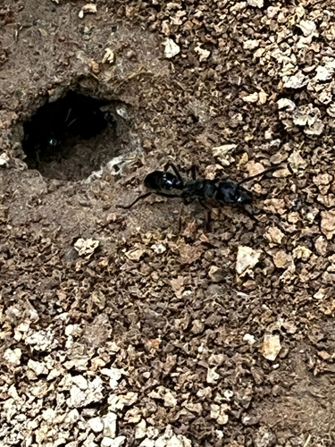 African stink ant