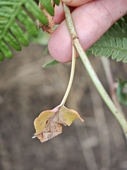 Rumex maderensis, photograph (c) Daniel Heras González, some rights reserved (CC BY)