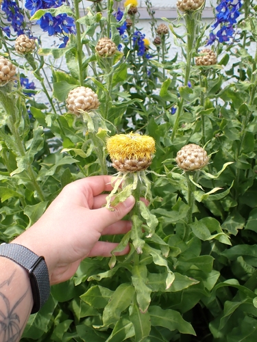 Centaurea macrocephala, photograph 6