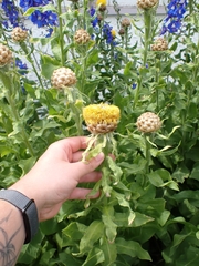 Centaurea macrocephala, photograph author not stated, no rights reserved