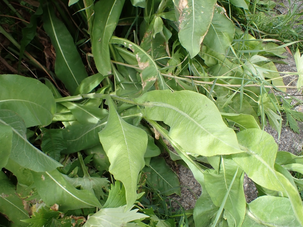 Centaurea macrocephala; photograph author not stated, no rights reserved