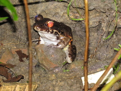 Leptodactylus knudseni