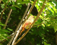 Piranga rubra