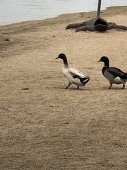 Anas platyrhynchos domesticus