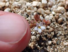 Nemacladus breviflorus