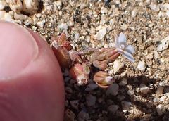 Nemacladus breviflorus