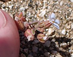 Nemacladus breviflorus