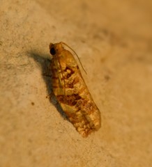 Archips georgiana