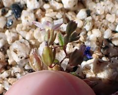 Nemacladus breviflorus