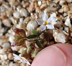 Nemacladus breviflorus