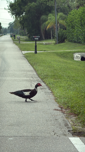 Domestic Muscovy Duck