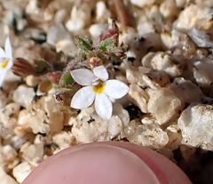 Nemacladus breviflorus