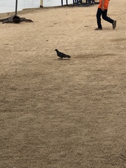 Columba livia domestica