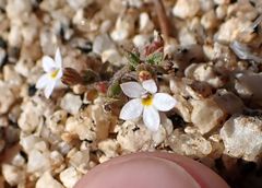 Nemacladus breviflorus