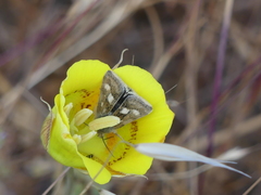 Heliothodes diminutiva