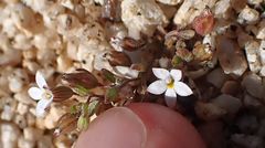 Nemacladus breviflorus