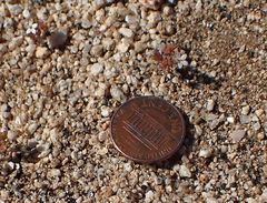 Nemacladus breviflorus