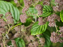 Bystropogon canariensis