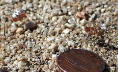 Nemacladus breviflorus