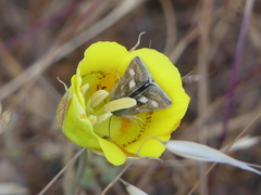 Heliothodes diminutiva