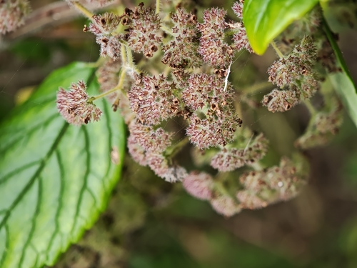 Bystropogon canariensis, photograph 2