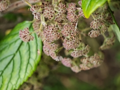 Bystropogon canariensis, photograph (c) Daniel Heras González, some rights reserved (CC BY)