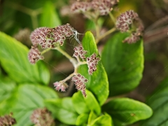 Bystropogon canariensis, photograph (c) Daniel Heras González, some rights reserved (CC BY)