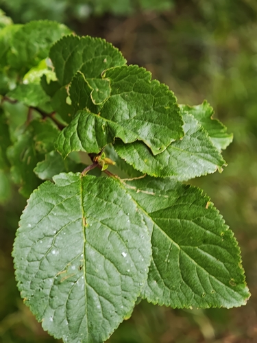 Bystropogon canariensis, photograph 4