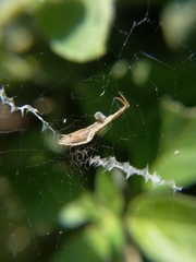 Uloborus walckenaerius