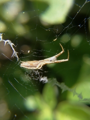 Uloborus walckenaerius