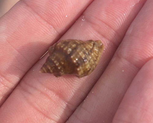Thais haemastoma floridana, 2026-07-24