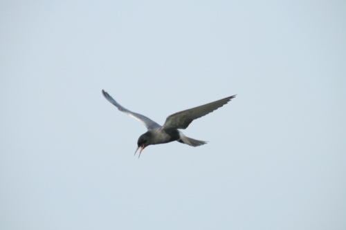 iNaturalist image