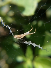 Uloborus walckenaerius