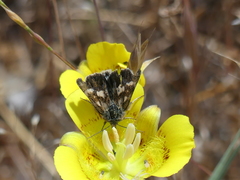 Heliothodes diminutiva