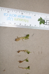 Sphagnum platyphyllum