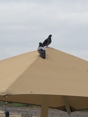 Columba livia domestica