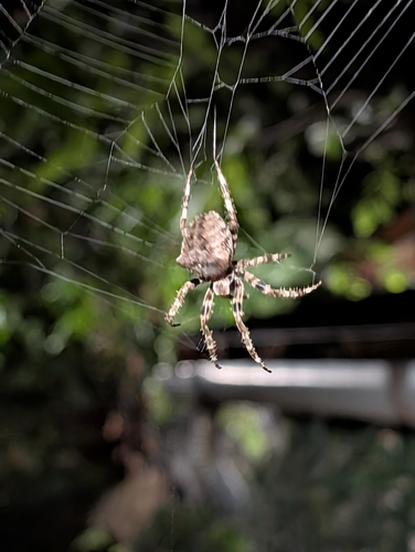 Angular Orbweaver Spider