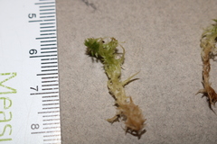Sphagnum platyphyllum