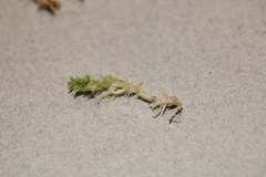 Sphagnum platyphyllum