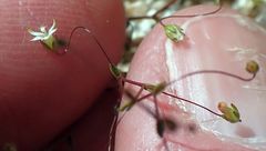 Nemacladus sigmoideus