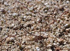 Nemacladus sigmoideus