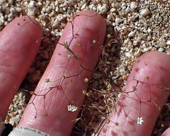 Nemacladus sigmoideus