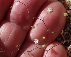 Nemacladus sigmoideus