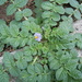 Solanum acaule - Photo (c) Alfredo F. Fuentes Claros, some rights reserved (CC BY-NC), uploaded by Alfredo F. Fuentes Claros