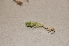 Sphagnum platyphyllum