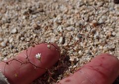 Nemacladus sigmoideus