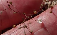 Nemacladus sigmoideus