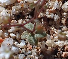 Nemacladus sigmoideus