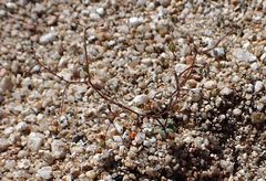 Nemacladus sigmoideus